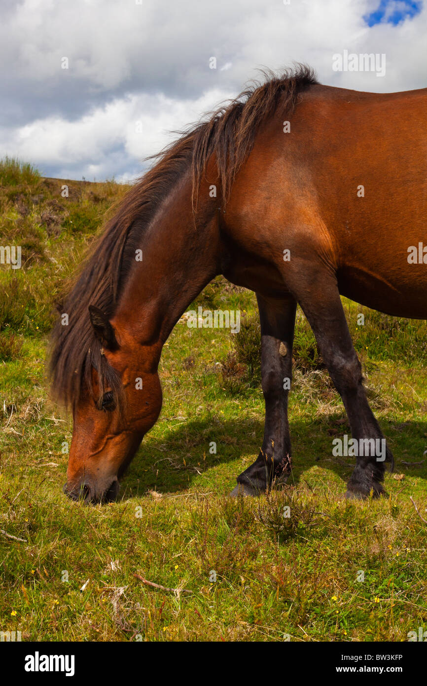 Dartmoor pony a semi feral and hardy rare breed grazing on Dartmoor in