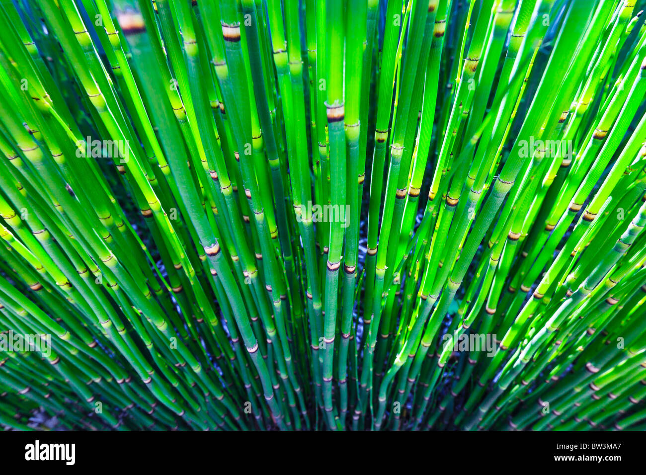 Bamboo shoots Stock Photo