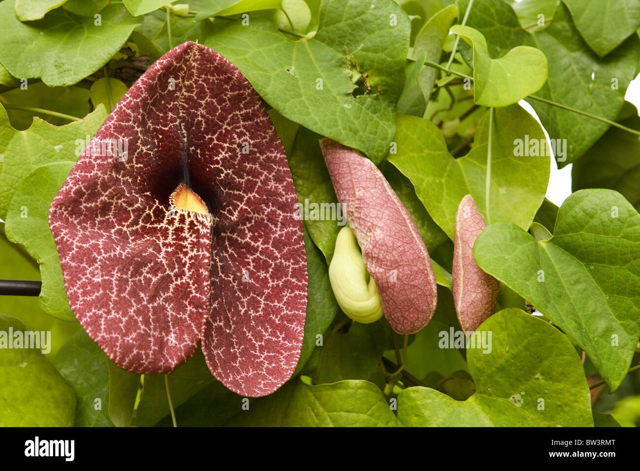 https://c8.alamy.com/comp/BW3RMT/dutchmans-pipe-flower-and-pod-BW3RMT.jpg