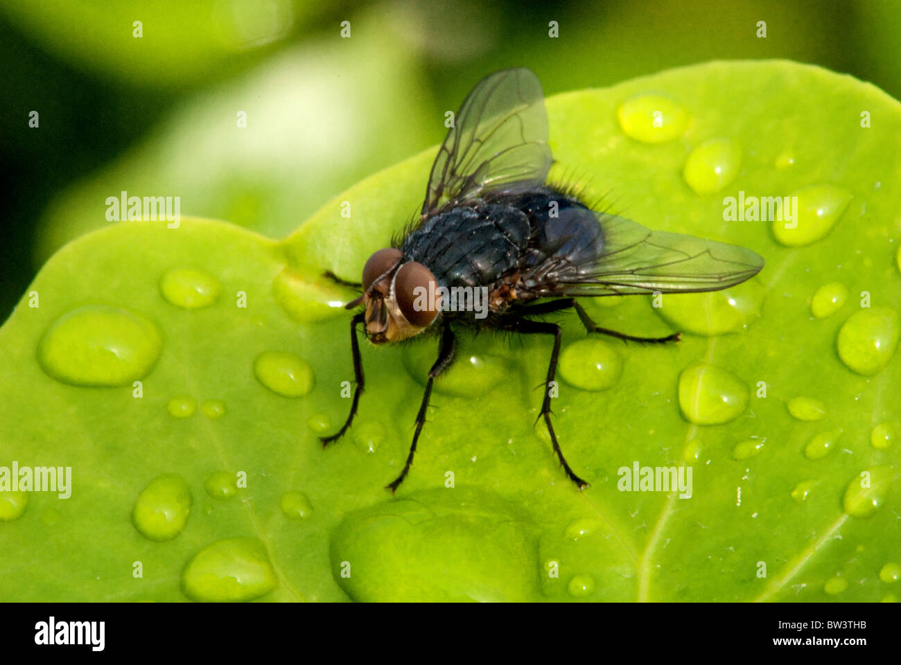 Black Fly on a Wet Green Leaf in Cannes, France Stock Photo