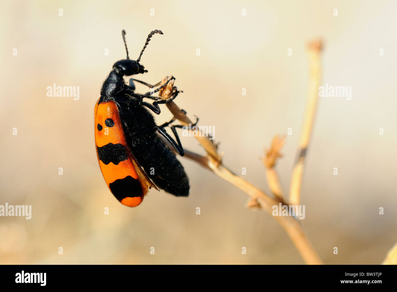 A highly poisonous Blister beetle (Mylabris quadripunctata) with red