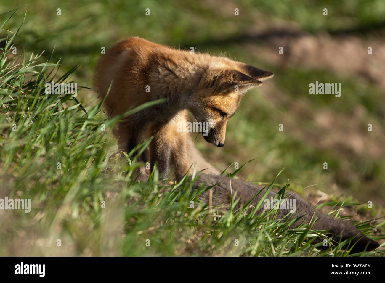 Red Fox Kit High Resolution Stock Photography and Images - Alamy