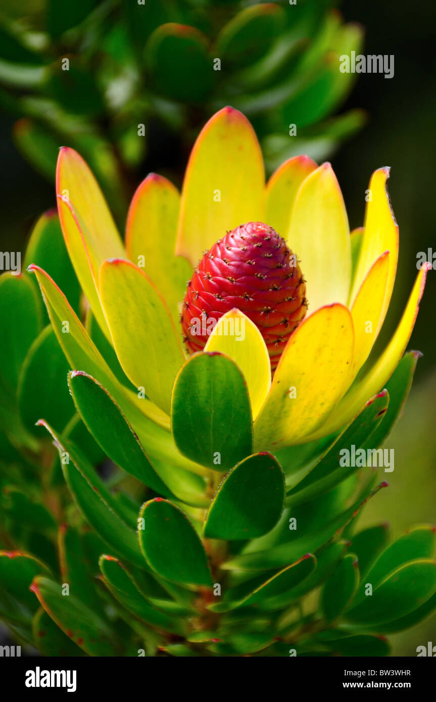 Protea flower closeup. Table Mountain National Park, Capetown, South Africa. Stock Photo