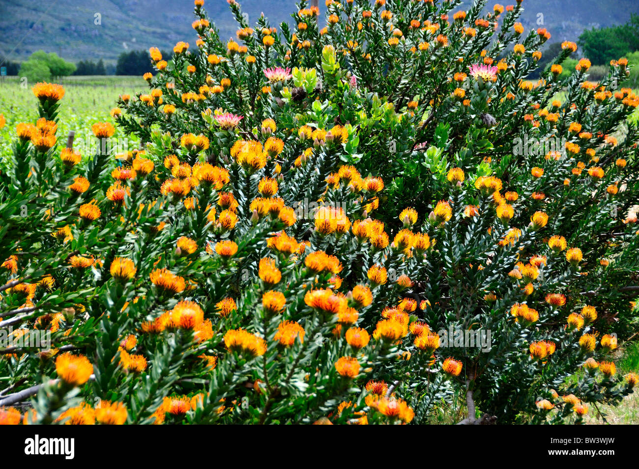 Protea flowers. South Africa Stock Photo Alamy