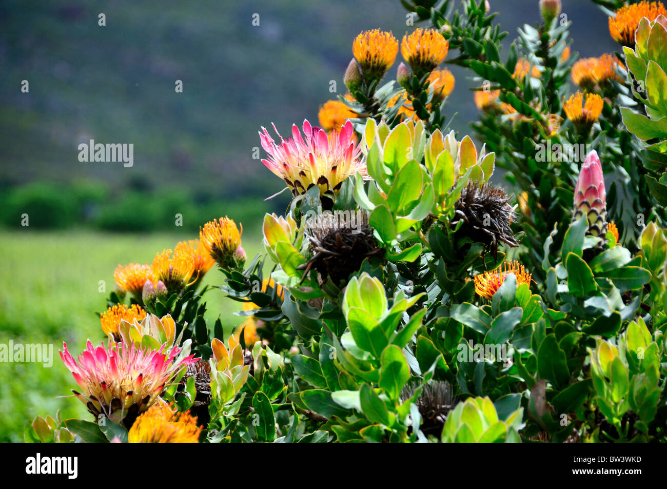 Orange protea flowers south africa hires stock photography and images