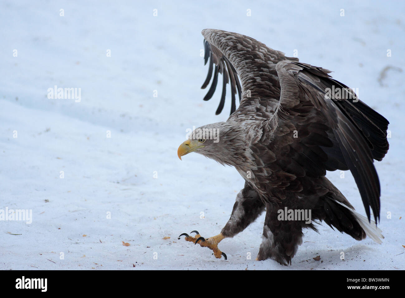 white-tailed eagle in forest environnement Stock Photo