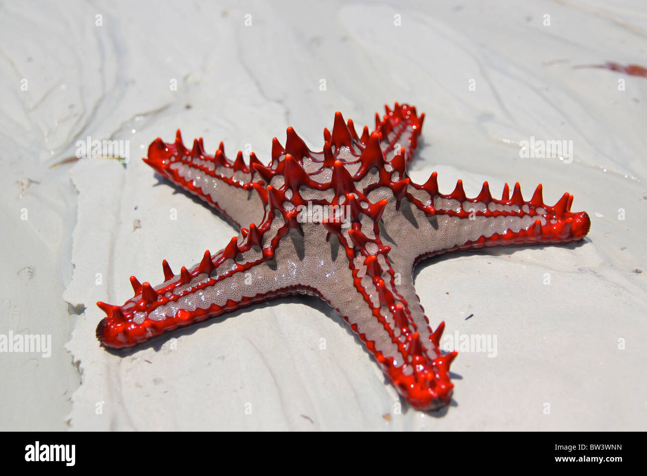 red knobbed starfish on the beach Stock Photo - Alamy