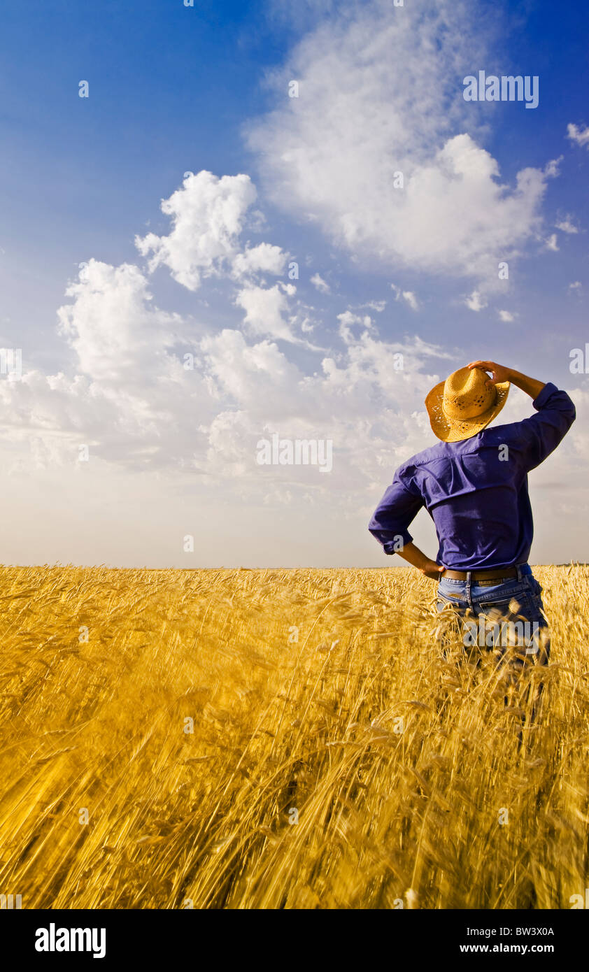 Man looks out over field of wind-blown mature wheat, near La Salle, Manitoba, Canada Stock Photo