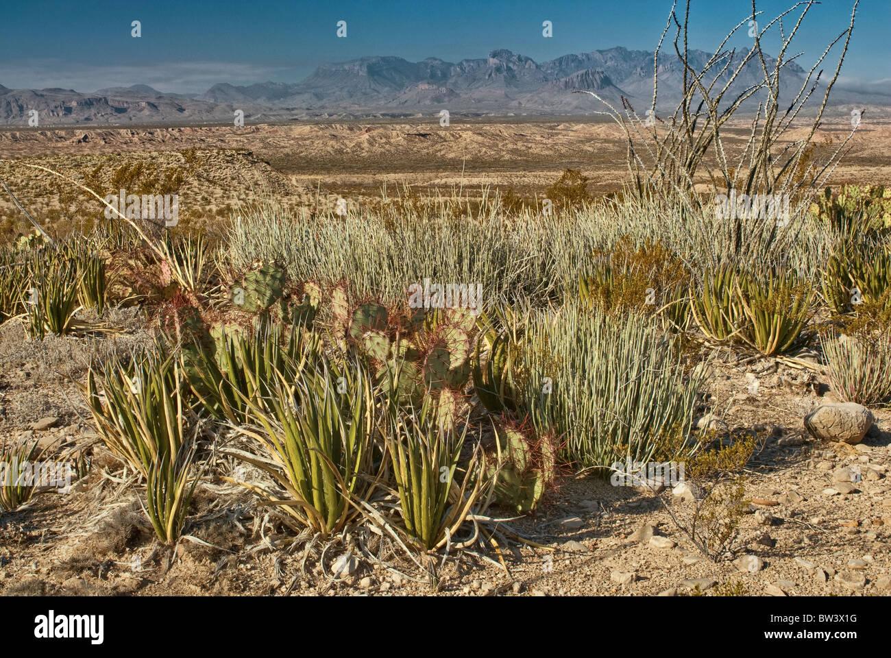 Lechuguilla agaves, candelillas, prickly pears and ocotillos with Chisos Mountains in dist. Big Bend National Park, Texas, USA Stock Photo
