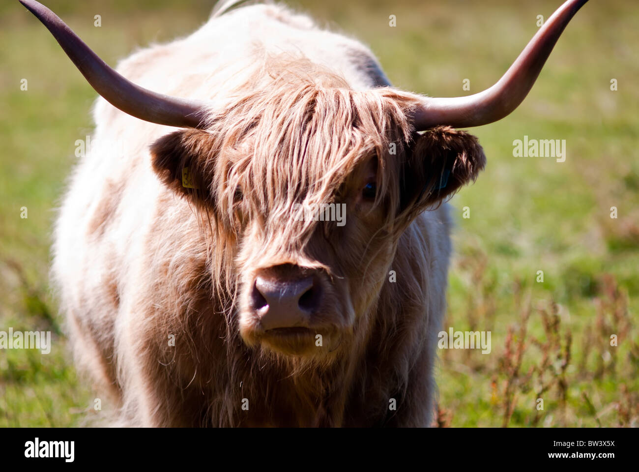 scottish highland cattle on a meadow Stock Photo - Alamy
