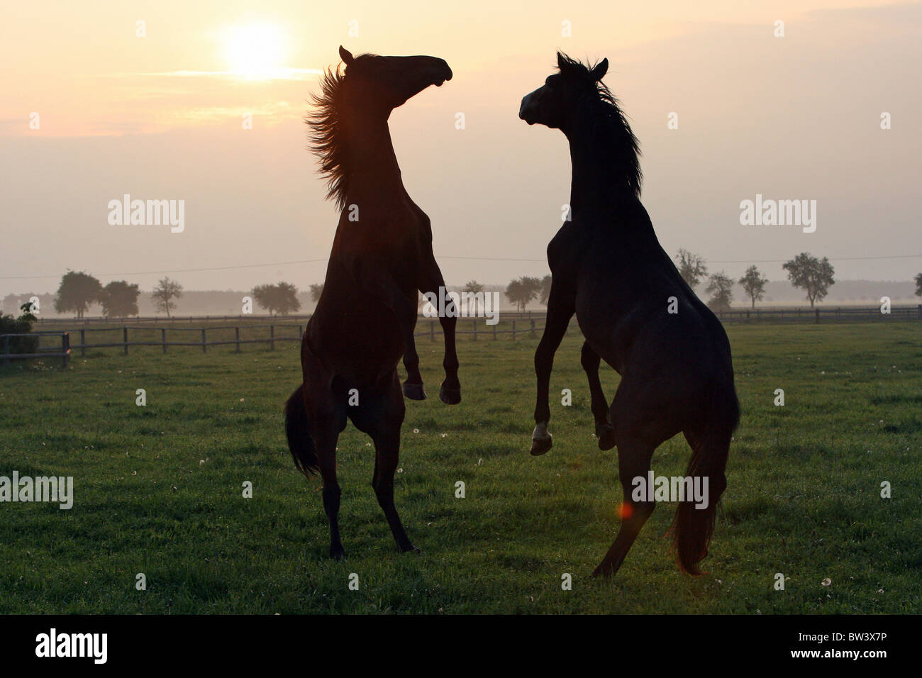 Stallions rearing up on a pasture at sunrise, Graditz, Germany Stock Photo