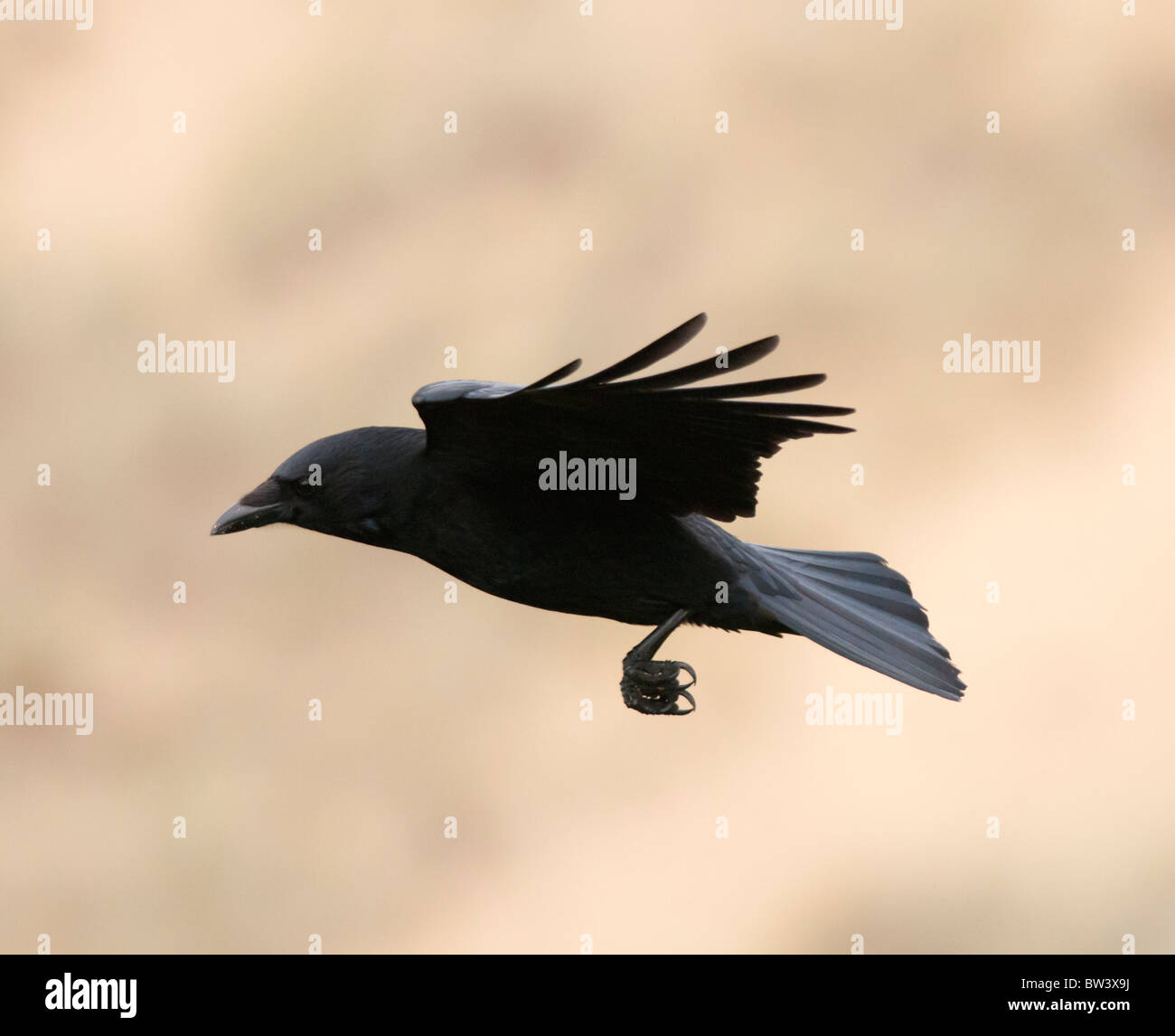 Carrion crow uk flying hi-res stock photography and images - Alamy
