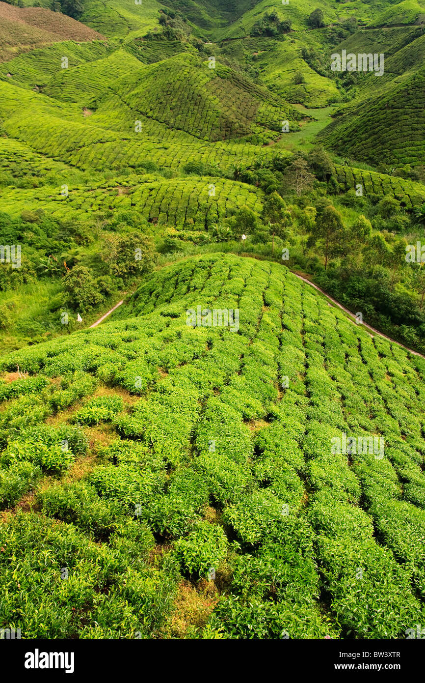 Bright green tea plantation, cameron highlands, malaysia, South East