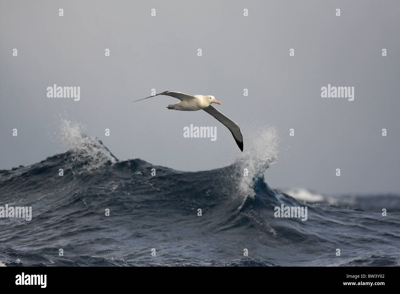 wandering albatross flying over stormy seas Stock Photo