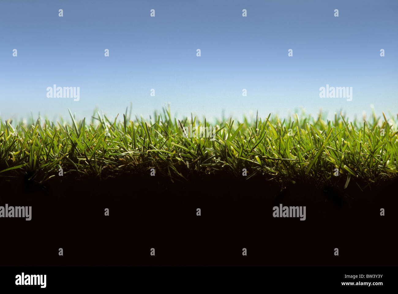 Cross section of lawn showing blades of grass at ground level Stock