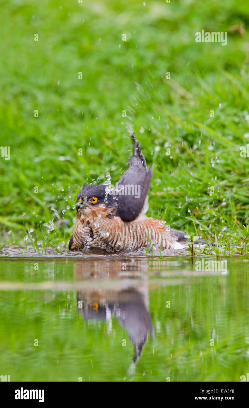 Sparrowhawk ( Accipiter nisus ) male bathing Stock Photo