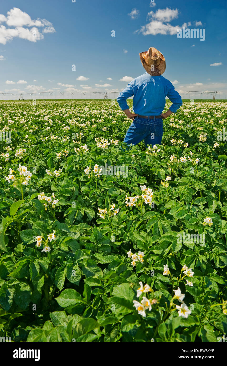 Farmer looks out over blooming potato field with center pivot irrigation system on the horizon, near Somerset, Manitoba Stock Photo