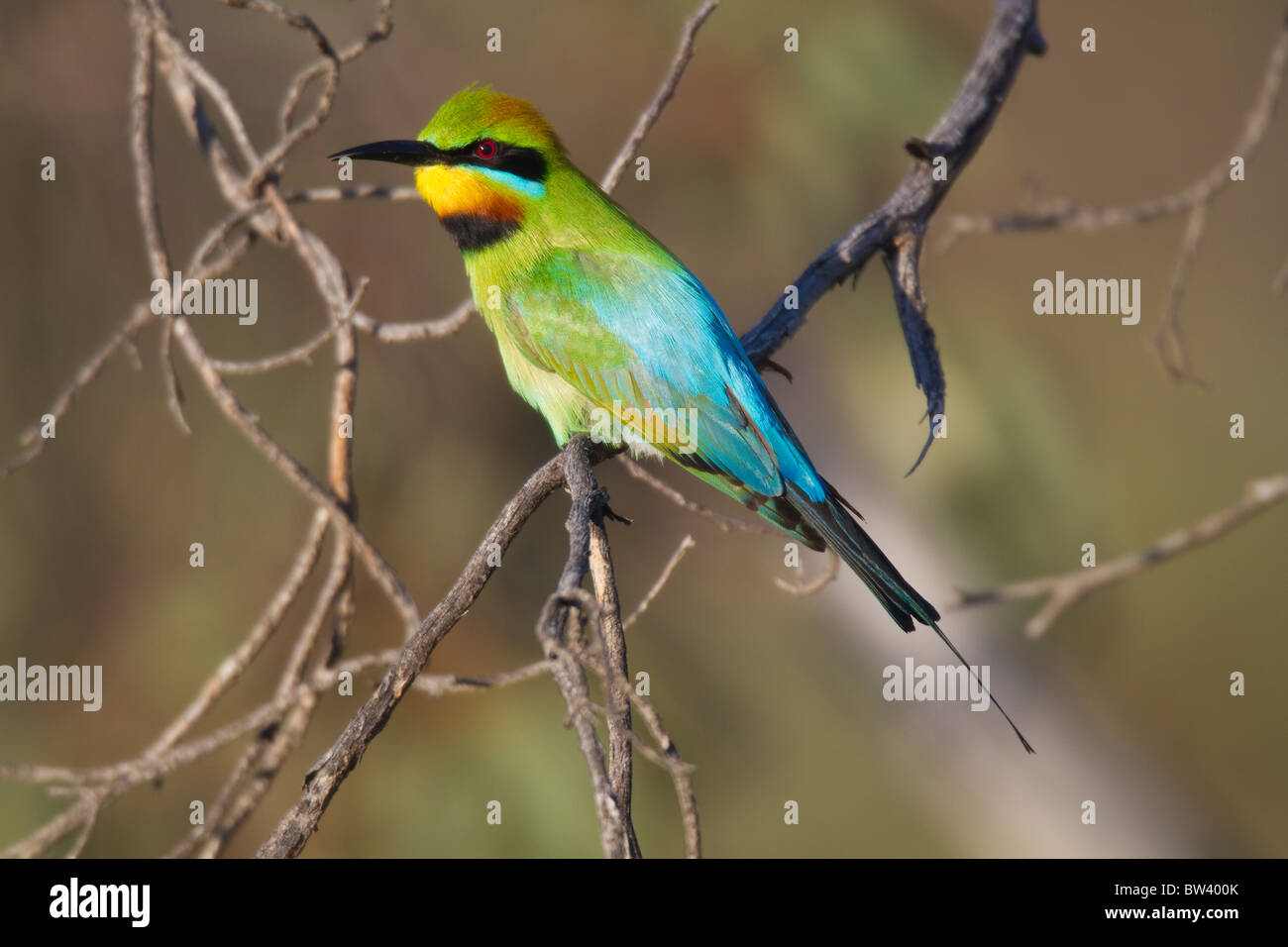 Rainbow Bee-eater (Merops ornatus) perched on a branch Stock Photo