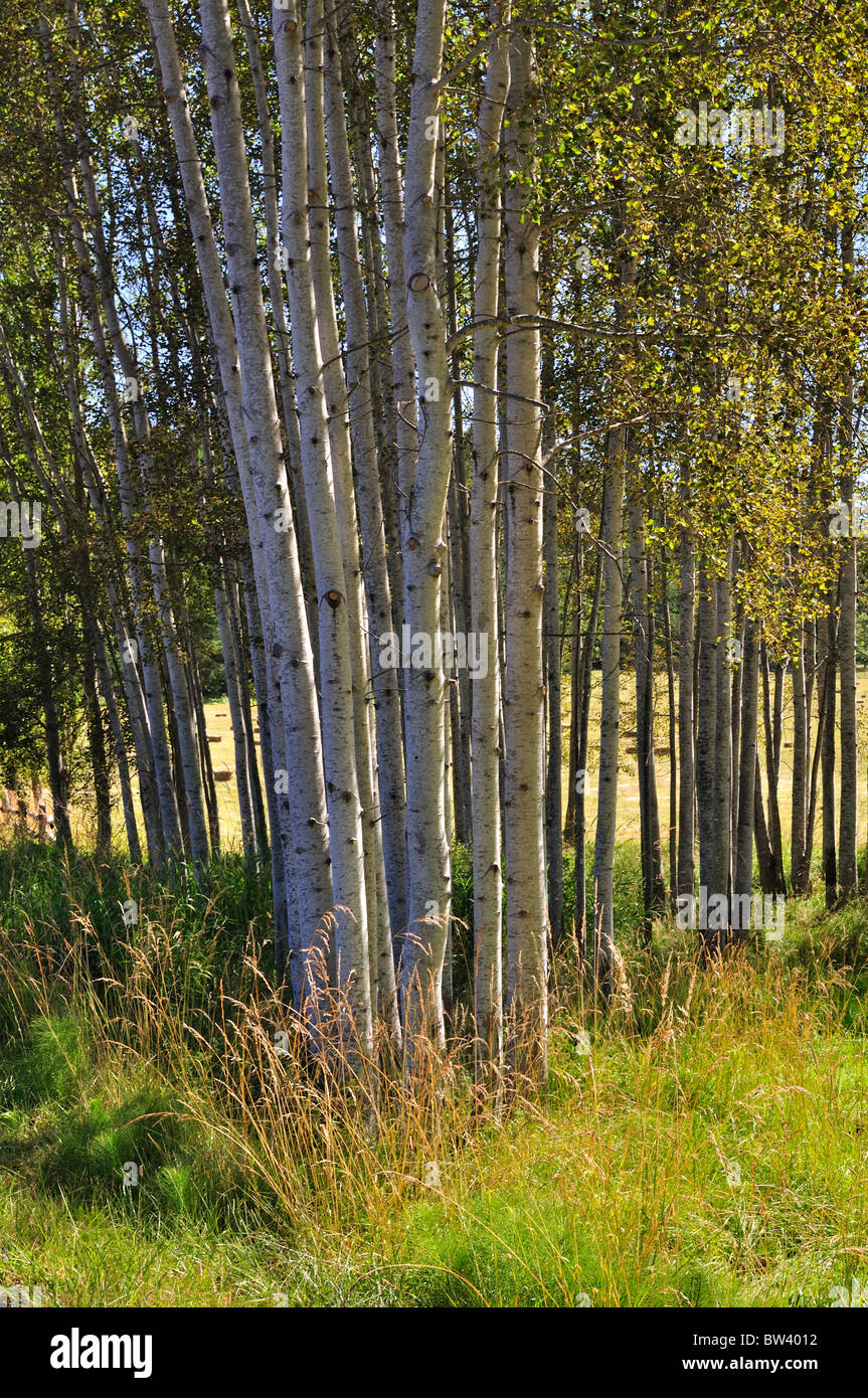 Stand of Birch trees on Orcas island (San Juan islands), Washington