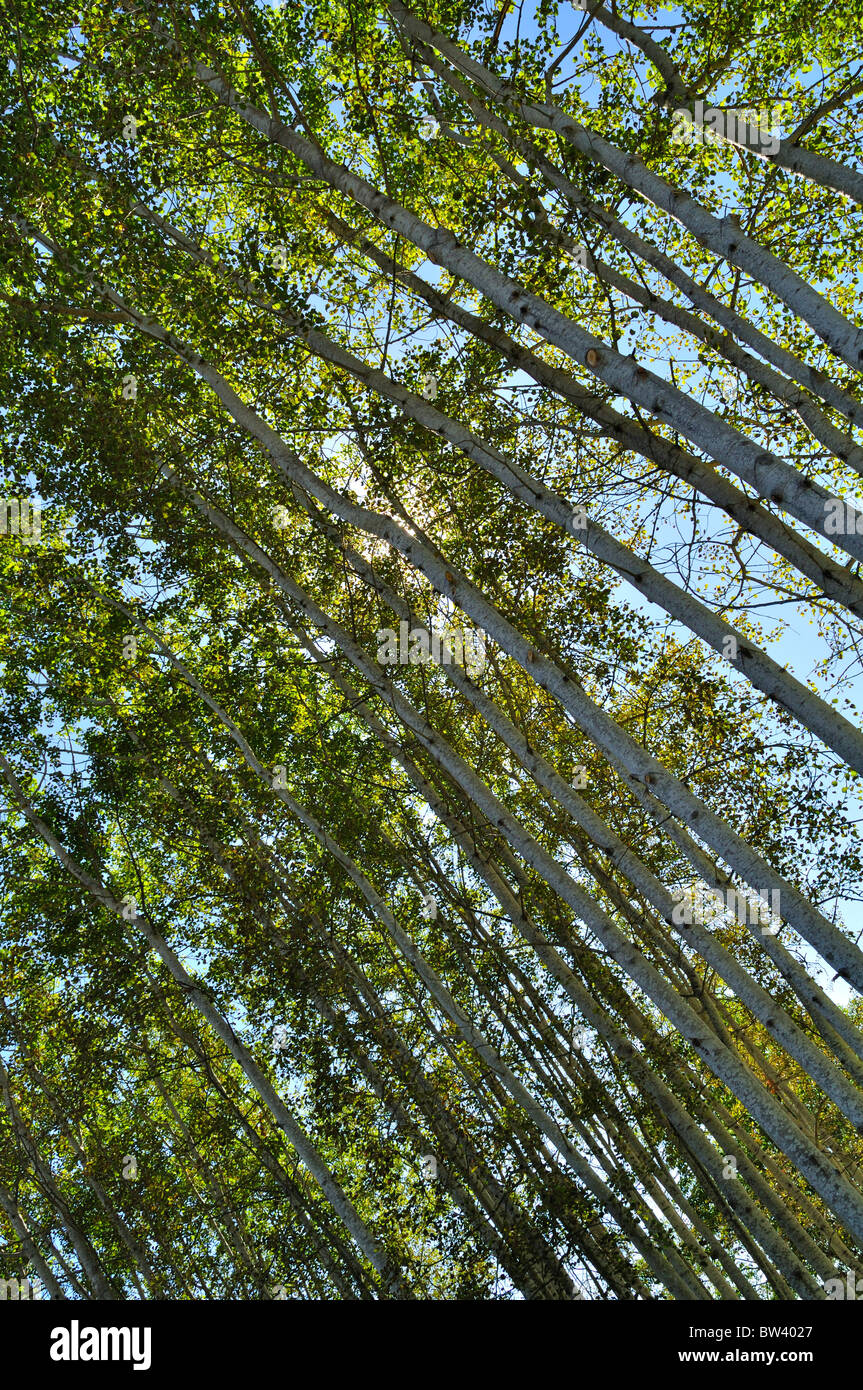 Stand of Birch trees on Orcas island (San Juan islands), Washington