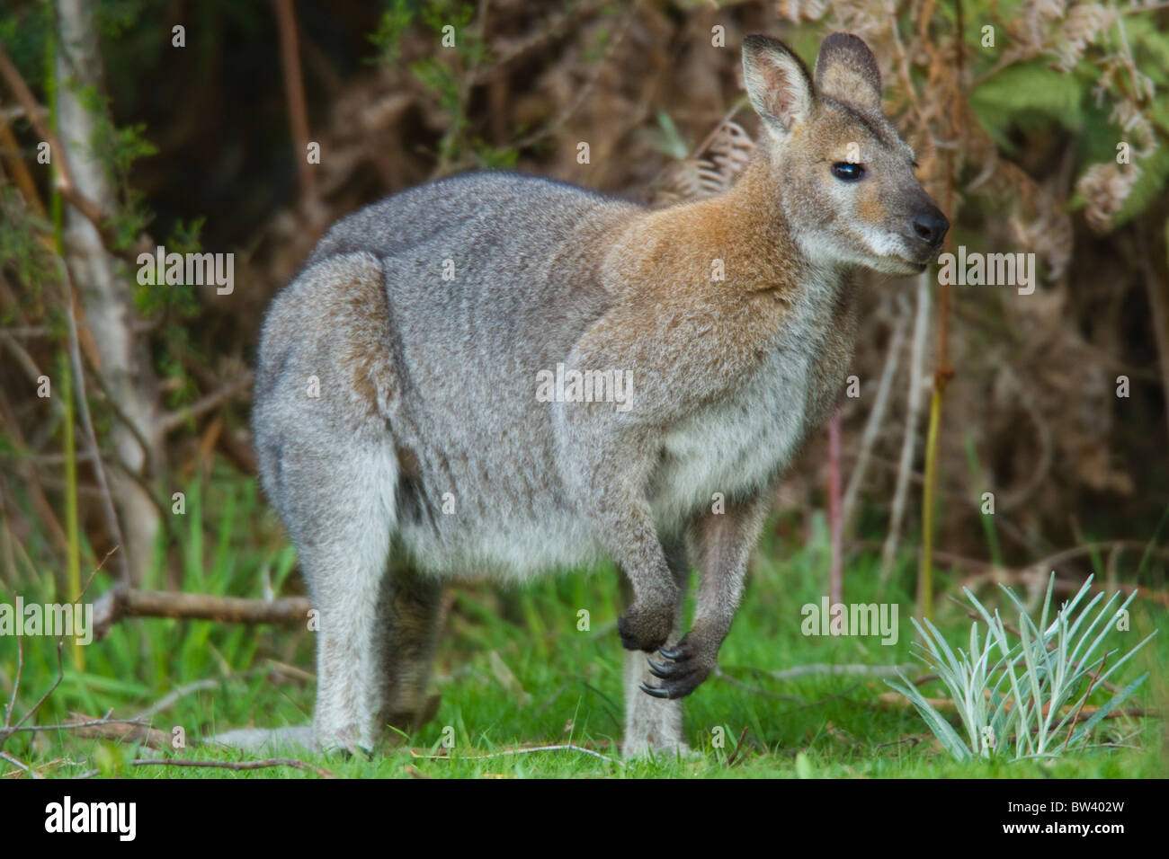 Red-necked Wallaby (Macropus rufogriseus) in Grampians National Park, Australia Stock Photo