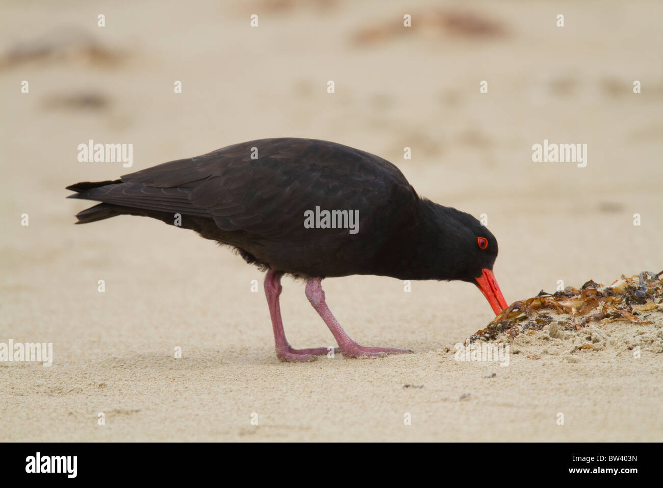 Sooty Oystercatcher (Haematopus fuliginosus) probing for food on a sandy beach Stock Photo