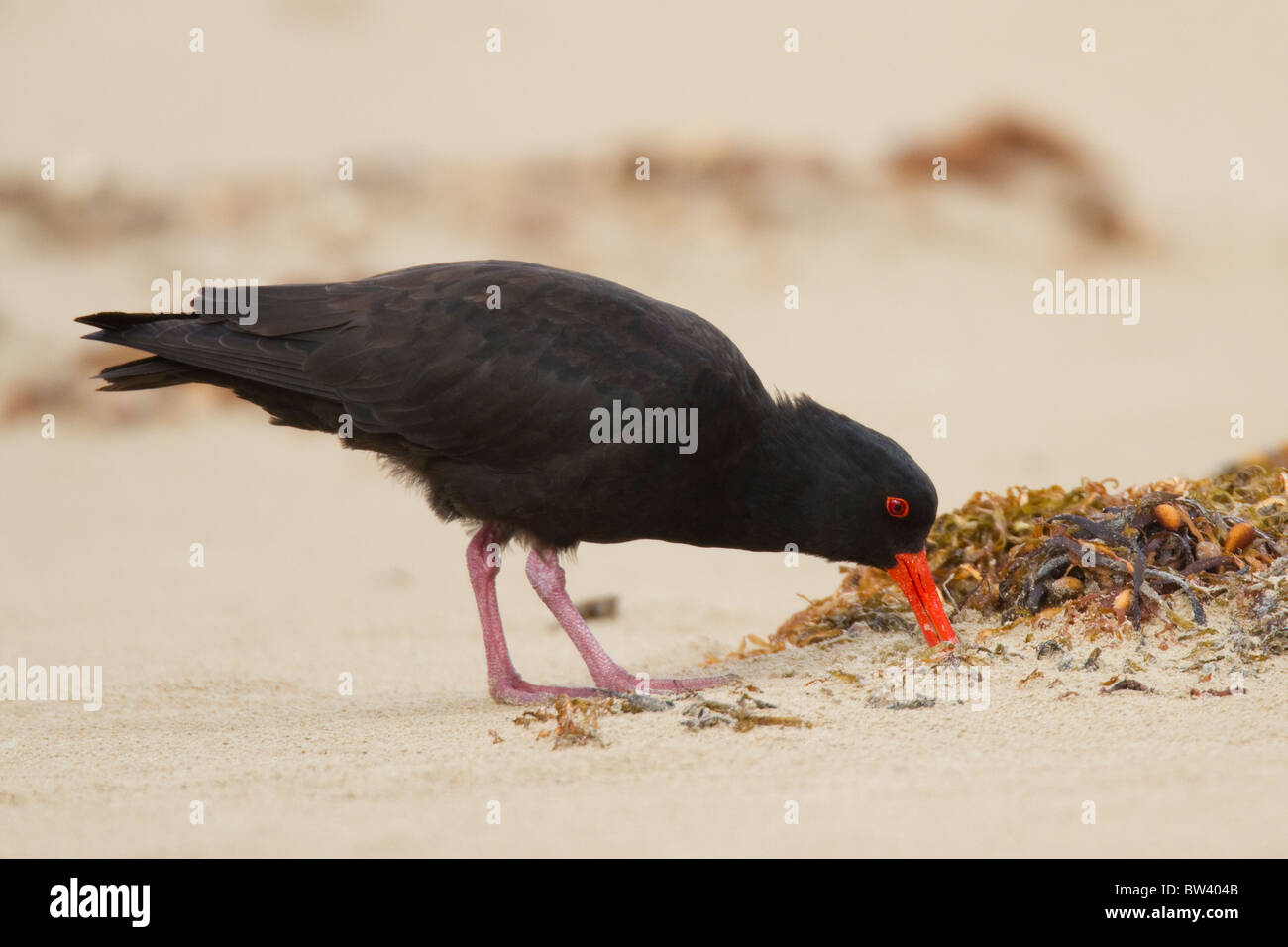 Sooty Oystercatcher (Haematopus fuliginosus) probing for food on a sandy beach Stock Photo