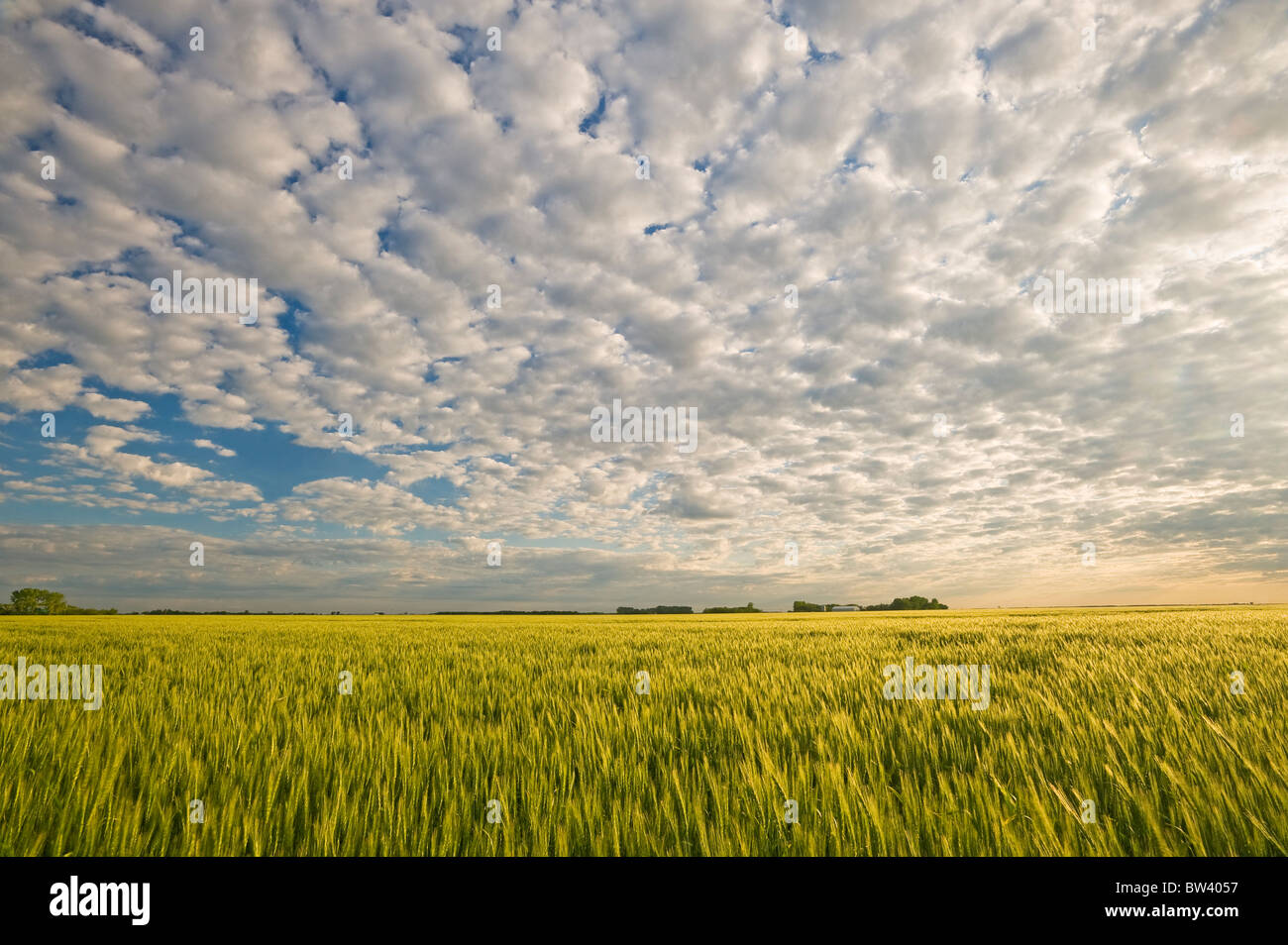 Mid-growth headed out barley field and sky filled with clouds, near Niverville, Manitoba, Canada Stock Photo