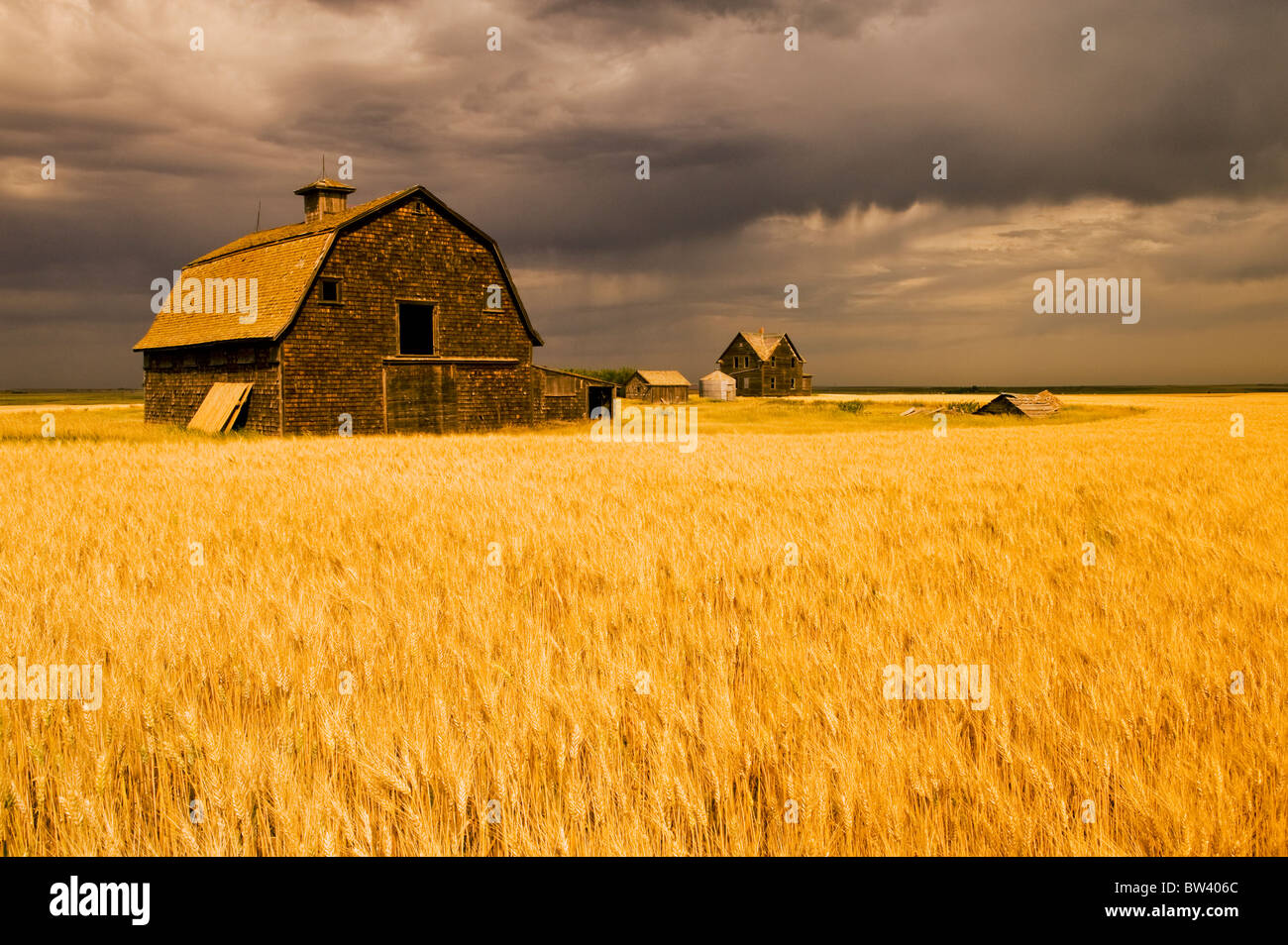 Abandoned farm, wind-blown durum wheat field near Assiniboia, Saskatchewan Stock Photo