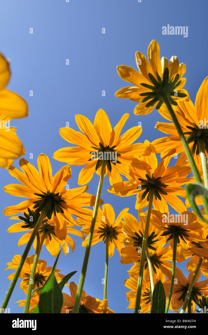 Yellow Aster flowers and sky in English camp formal garden, San Juan island, Washington. Stock Photo