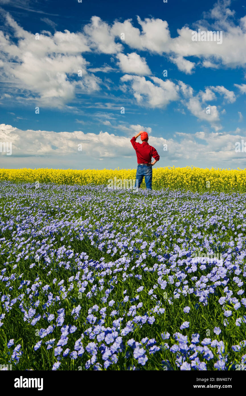 Man looks out over flowering flax field with canola in background, Tiger Hills, Manitoba Stock Photo
