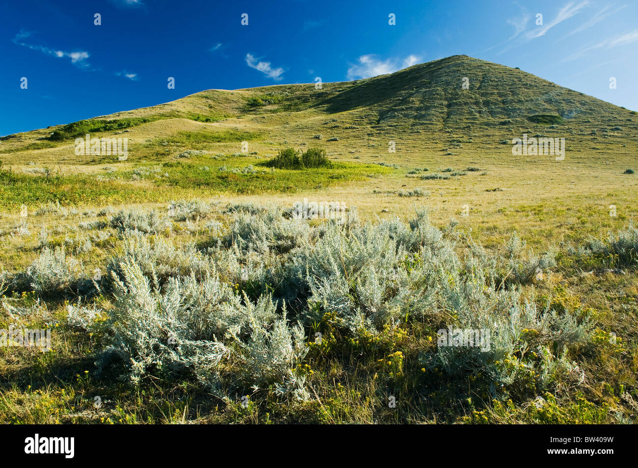 Sage brush and hills, Cypress Hills, Saskatchewan, Canada Stock Photo