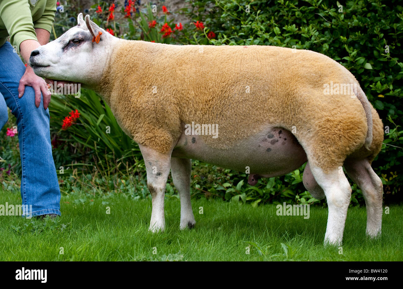 Beltex ram in field Stock Photo - Alamy
