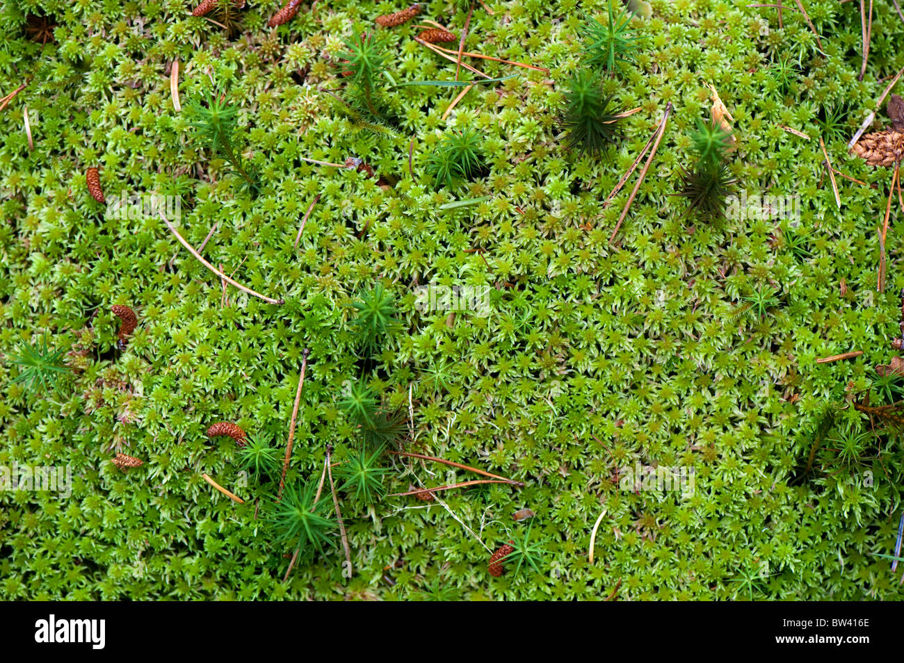 Bog Moss on peaty moorland (sphagnum recurvum) Stock Photo
