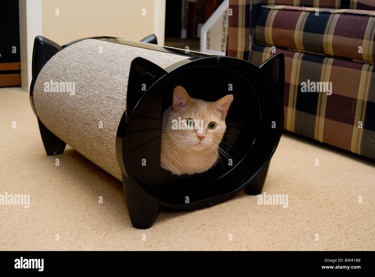 A cat sits inside a 'KatKabin' cat house or cat bed inside a home. Stock Photo
