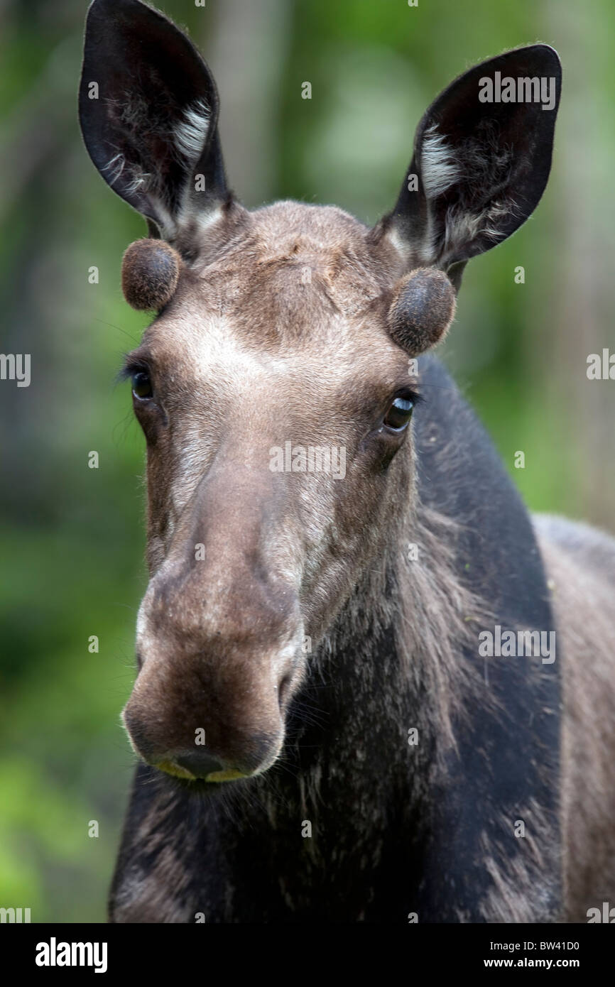 One year old bull moose with growing antlers in spring, Gaspesie National Park, Quebec, Canada Stock Photo
