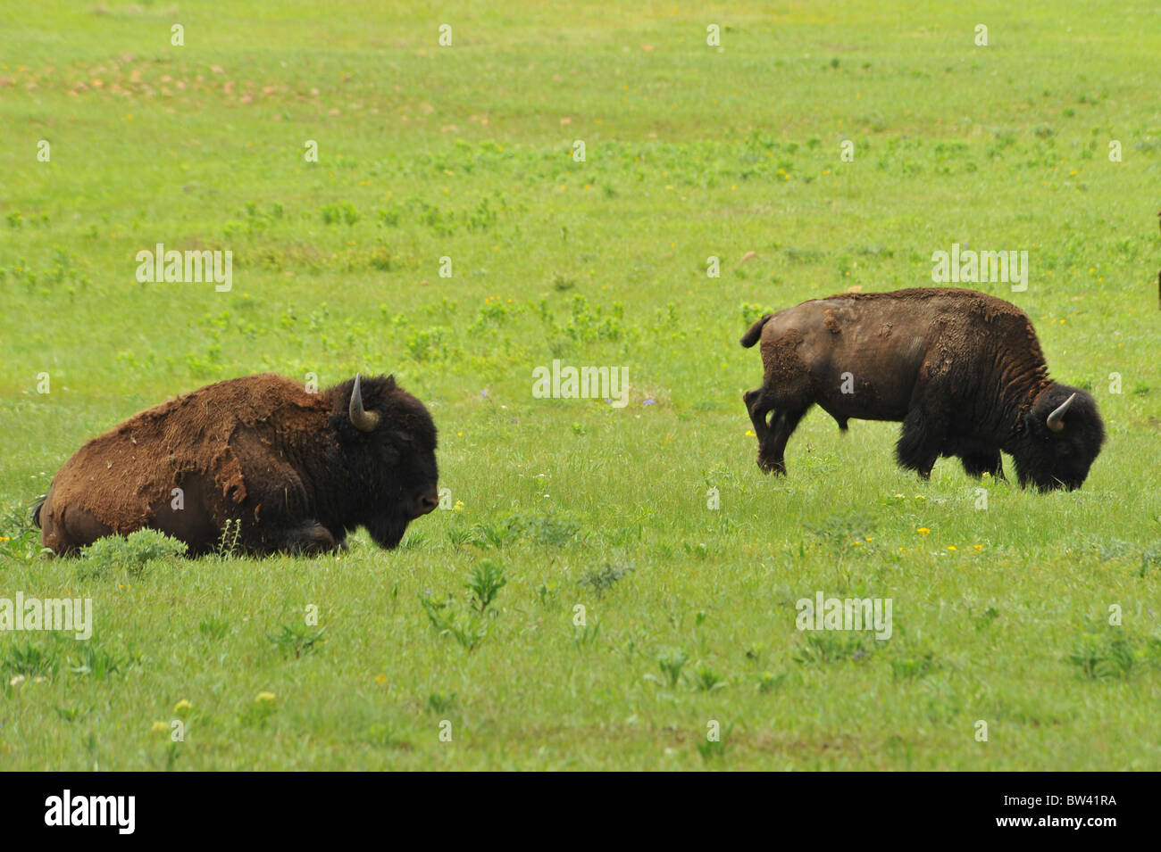 Buffalo's of Lawton,Oklahoma USA Stock Photo Alamy