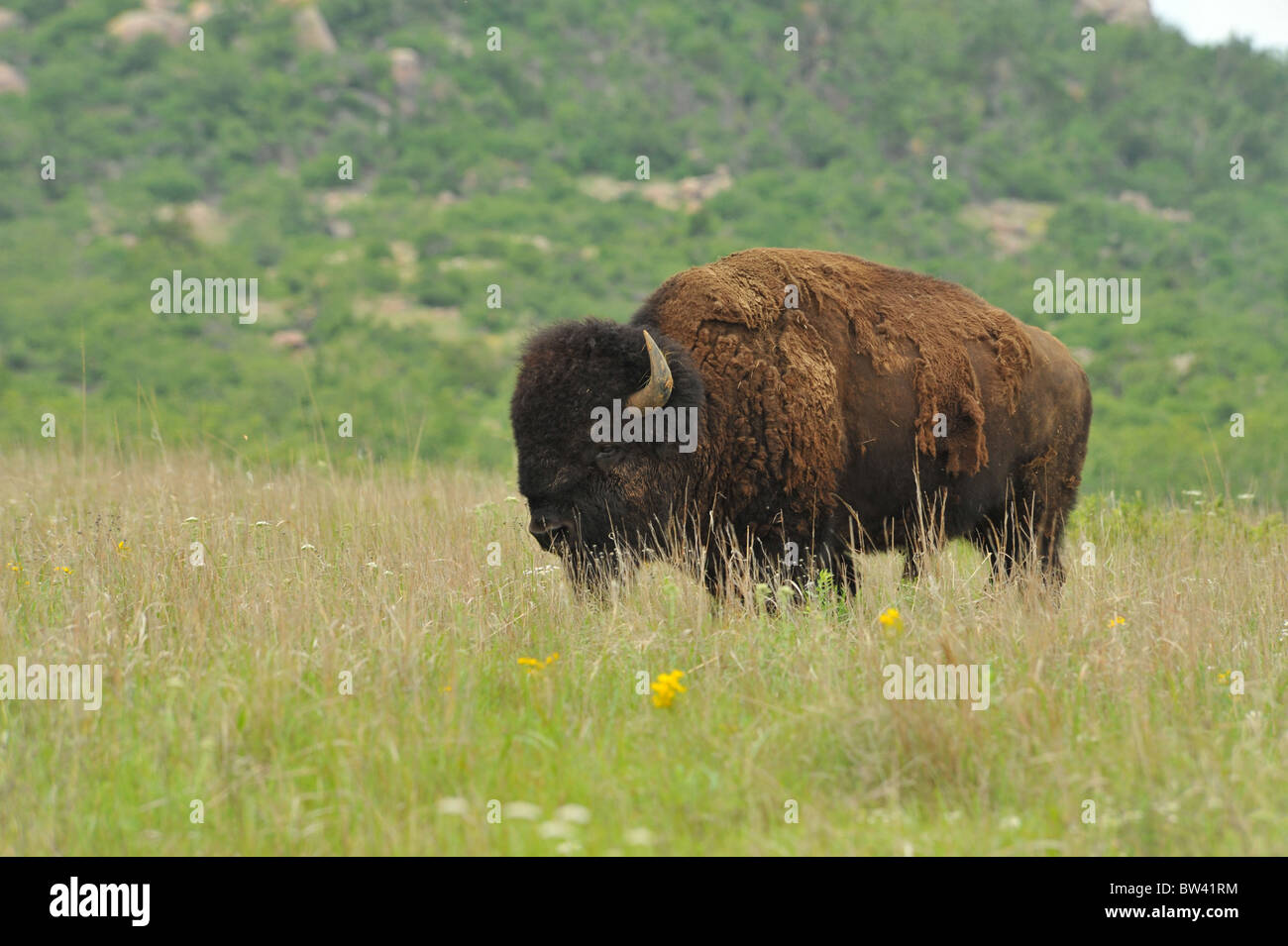 Buffalo of Lawton,Oklahoma USA Stock Photo Alamy
