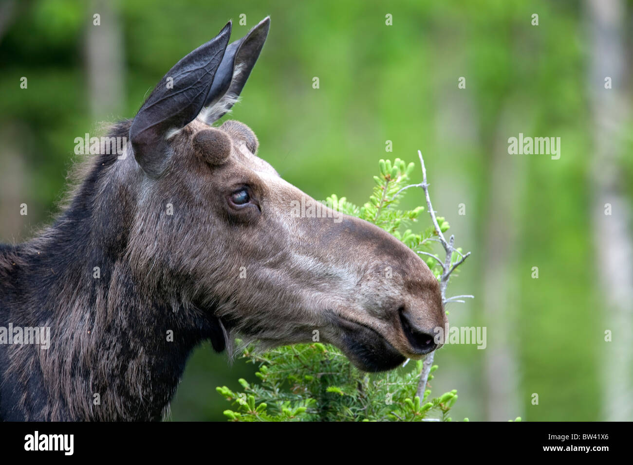 One year old bull moose with growing antlers in spring, Gaspesie National Park, Quebec, Canada Stock Photo