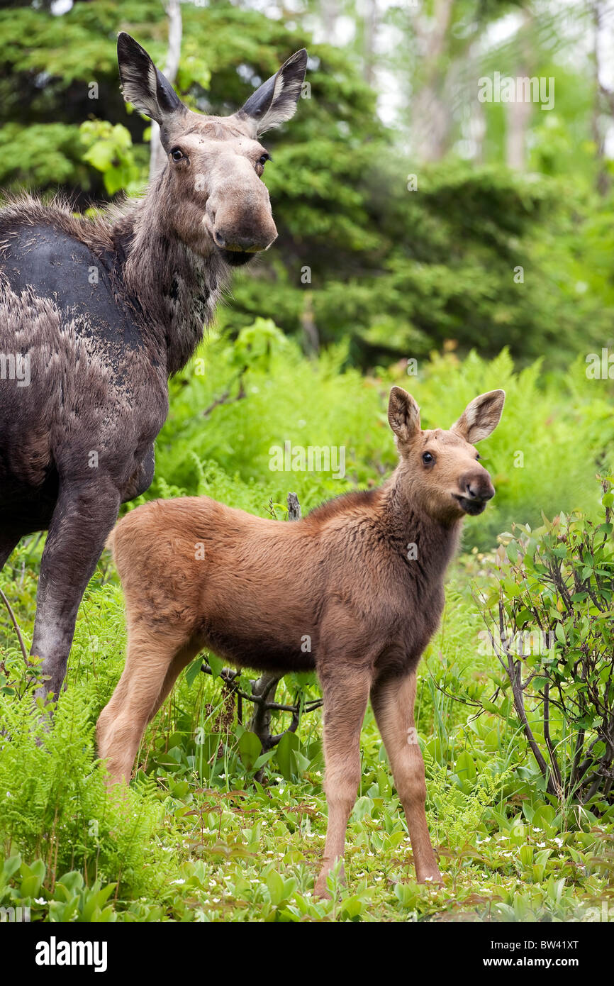 Female moose and a three week old calf standing in a forested area