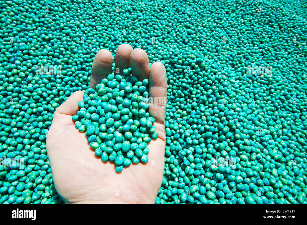Close-up of hand holding treated soybean seeds Stock Photo