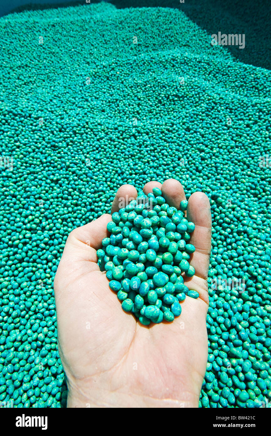 Close-up of hand holding treated soybean seeds Stock Photo
