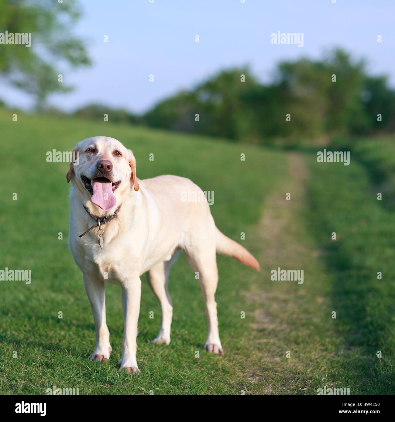 are labs good hiking dogs