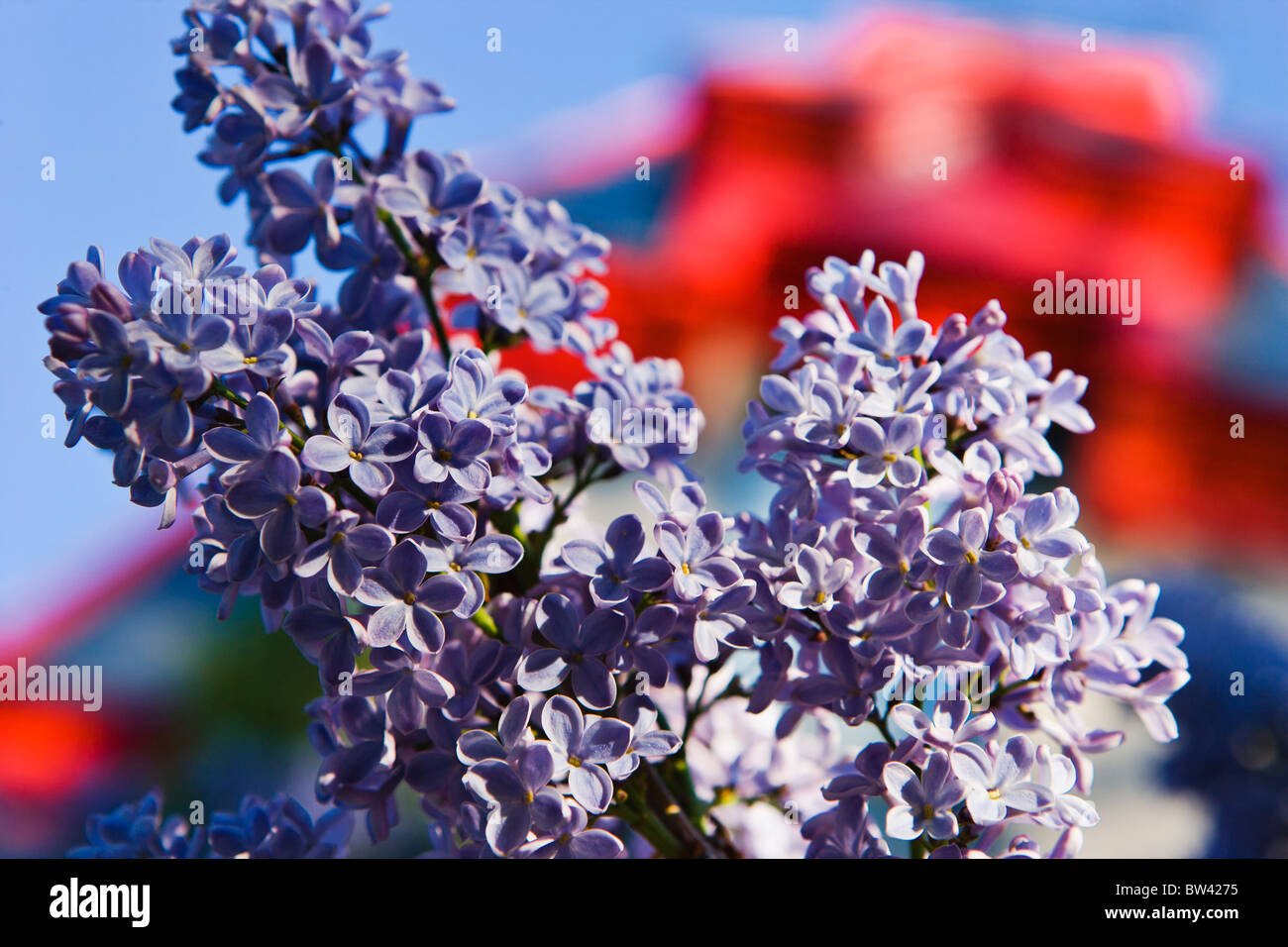 Close-up of lilacs, Square Saint-Louis. Montreal, Quebec Stock Photo