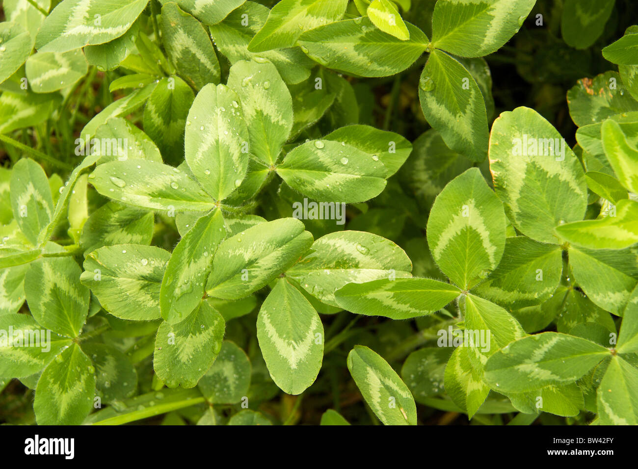 Red clover foliage (Trifolium pratense). Stock Photo