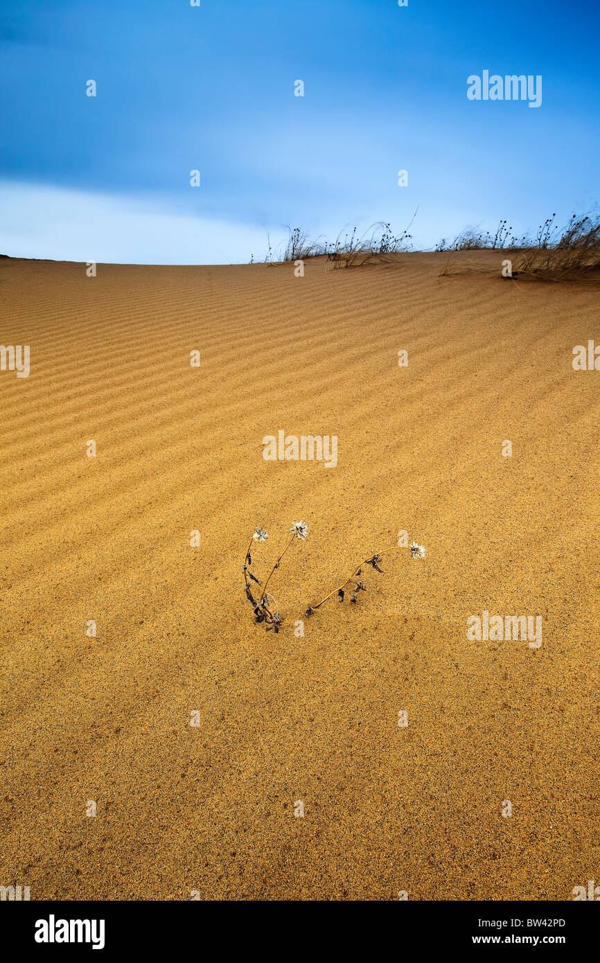 Ripples in a sand dune and a lone plant. Spirit Sands, Spruce Woods Provincial Park, Manitoba, Canada Stock Photo