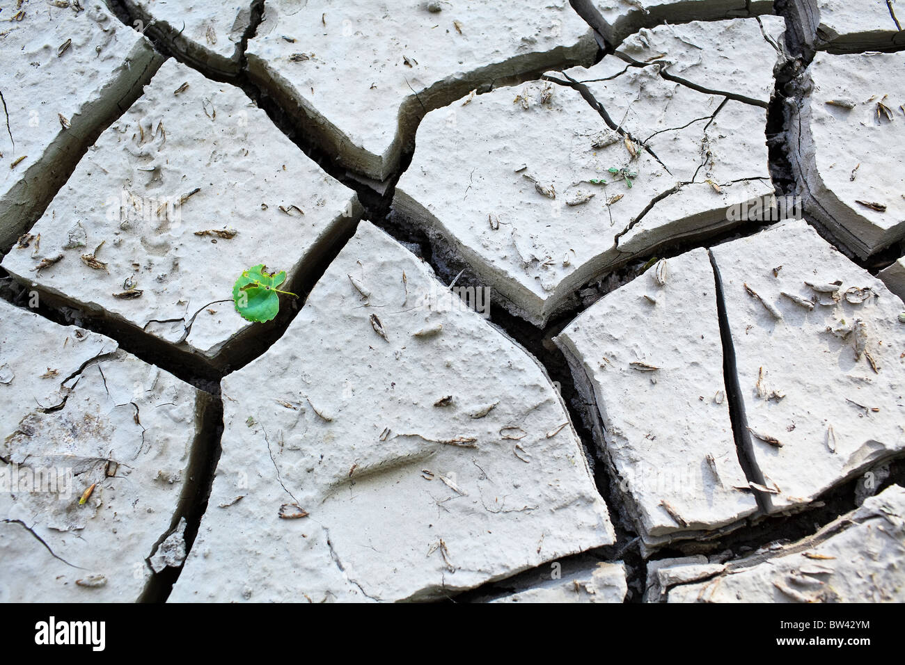 Cracked clay mud during a recent drought, Assiniboine River, Winnipeg, Manitoba, Canada Stock Photo