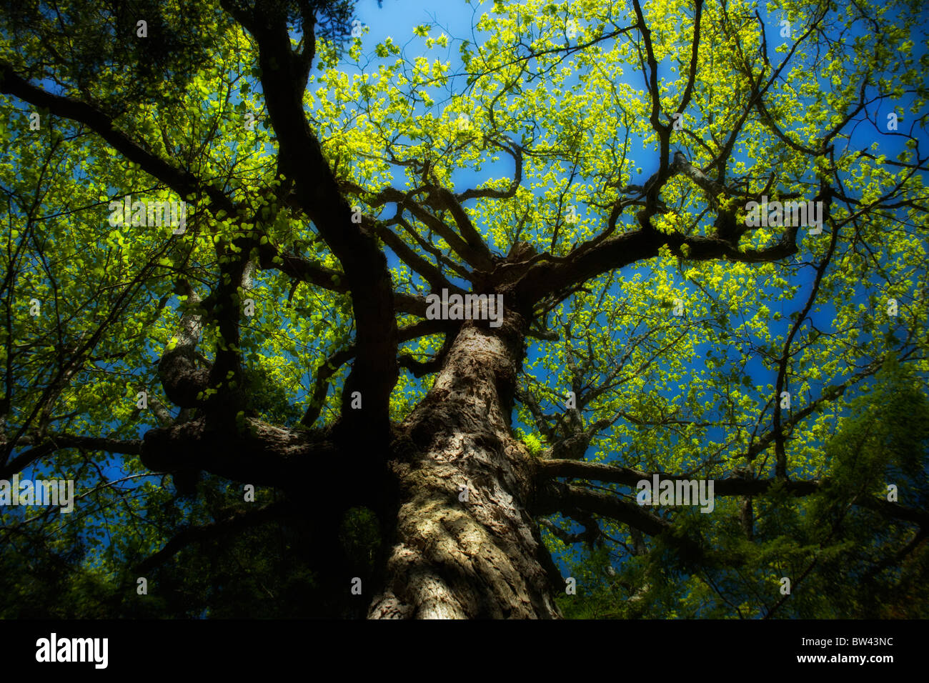 Old growth sugar maple tree in spring leaf, Amherst Point migratory ...