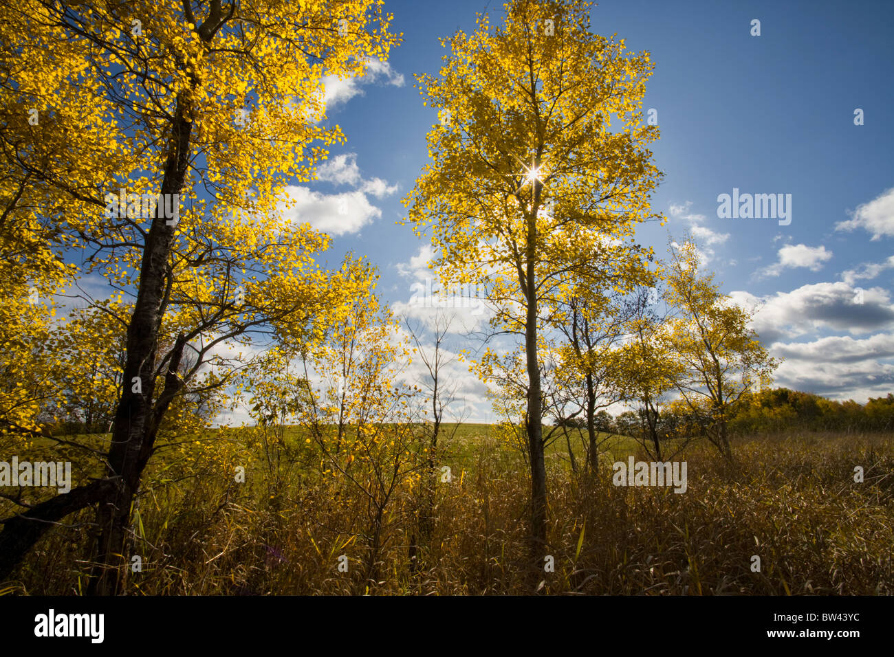 Sunburst and fall poplars at field's edge, Oakfield, Nova Scotia Stock