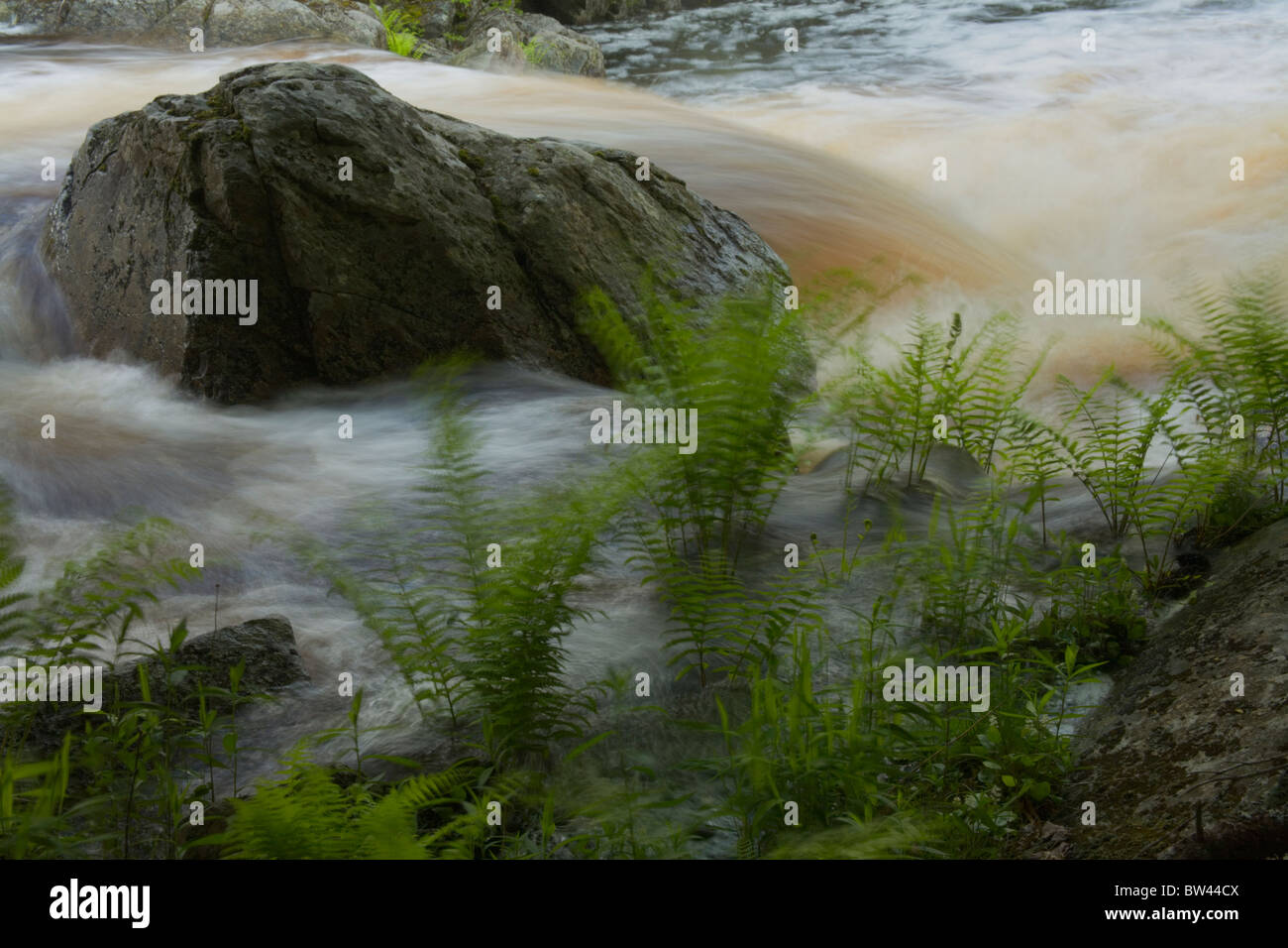 Dancing ferns and churning rapids of the River near the